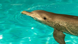 "Viktigt att Kolmårdens delfiner hamnar rätt"