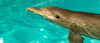 "Viktigt att Kolmårdens delfiner hamnar rätt"