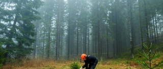 Mest klimatsmart att bruka skogen