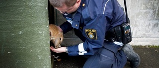 Gotlänning plågade kaniner –  döms till djurförbud