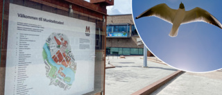 Aggressiva fåglar i Munktellstaden oroar igen – nu kan ungarna komma att skjutas: "Det är en fara för allmänheten"