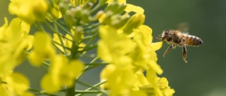 WWF: Blommor & bin är också tillväxt