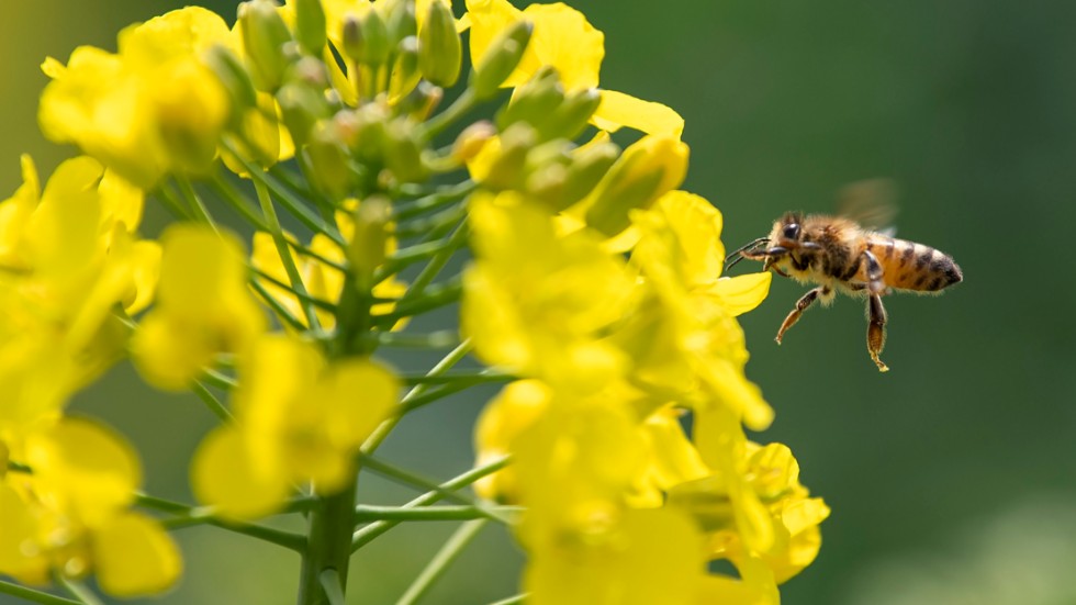 Flera bekämpningsmedel som är skadliga för bin har nyligen förbjudits.