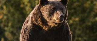 Arvprins utreds för dödsskott mot jättebjörn