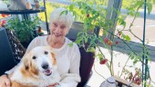 Birgitta överlevde covid och respirator: "Det gäller att ligga i och leva medan man kan"