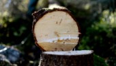 Nya rutiner vid trädfällning på allmän mark – böter eller polisanmälan för gärningspersoner
