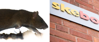 Råttor och möss i Skebos hus – problem i flera områden • Bovärden: ”Förstår inte vad det beror på” 