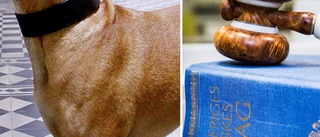 Kräver att grannens hund avlivas – får nej i domstol
