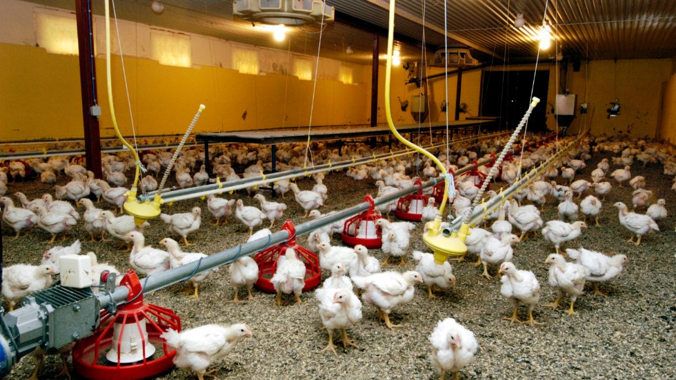 I Sverige har vi inga turbokycklingar som inte kan gå. Det skulle inte vara möjligt att föda upp kycklingar som inte klarar av att ta sig till foder och vatten, skriver fem kycklingbönder från södra Sverige.
