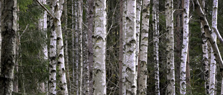 Betydligt mer skog måste skyddas i Södermanland