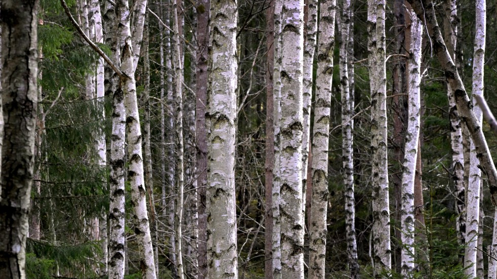 För att säkra den biologiska mångfalden och ta tillvara på skogens klimatpotential måste det svenska skogsbruket förändras i grunden, skriver Isadora Wronski, Greenpeace.