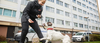 Hunden Elliot spårar upp vägglössen i Eriksberg