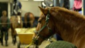 Hästar smittade av kvarka på ridskola i länet