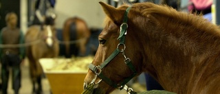 Hästar smittade av kvarka på ridskola i länet