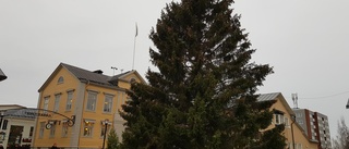 Årets gran på plats på Rådhustorget: "Den är stor och pampig"