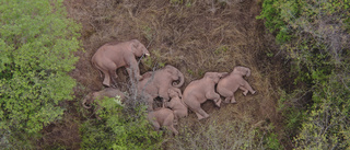 Vilande elefanter på resa engagerar miljoner
