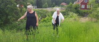 De har startat skrockfullt odlingsprojekt i Helgenäs – vita kläder, stora kliv och silversked