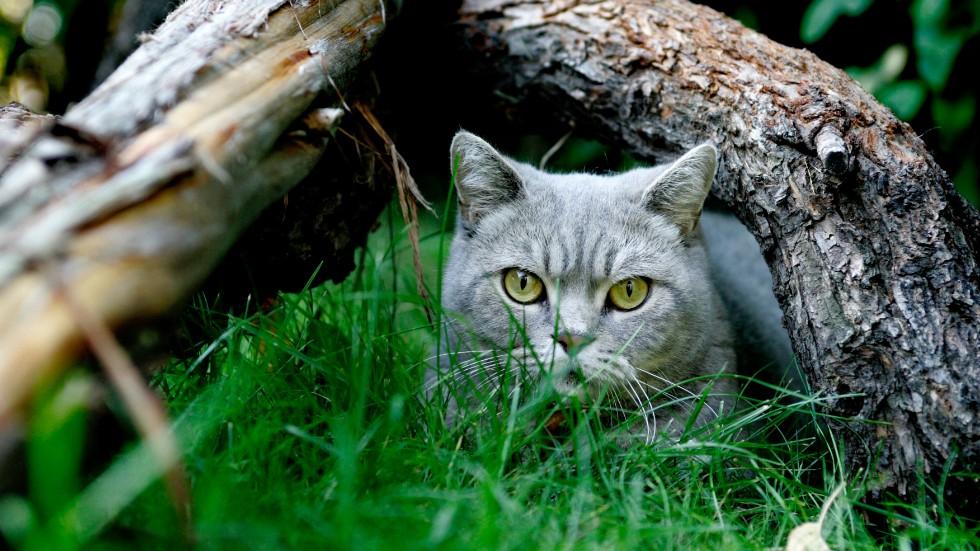 Katter står för betydligt fler småfåglars död än vindkraftverk, skriver Mihkel Nõmm.