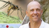 Nyupptäckt mygga döps efter Uppsalabo: ”Väldigt hedrande”