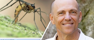 Nyupptäckt mygga döps efter Uppsalabo: ”Väldigt hedrande”