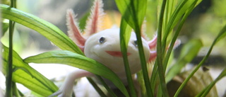 Världens mest kända axolotl död