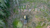 Stark kritik mot avverkning i samebyn: "Skogsbolagen har blivit fartblinda"