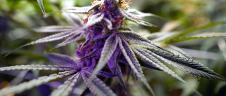 Starkare cannabis ökar riskerna