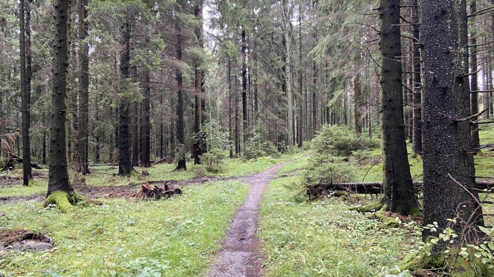 Kommunens hantering av Janstorpsskogens naturreservat på Arnö är en katastrof, skriver Dick Lundberg