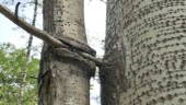 Udda tävlingen – den som hittar knasigaste trädet vinner