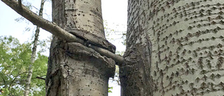 Udda tävlingen – den som hittar knasigaste trädet vinner