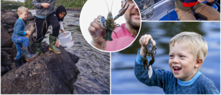 Premiär för kräftfisket i Råneälven: "Barnen tycker att det är årets höjdpunkt"