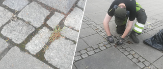 Markus rensar ogräs runt varje gatsten vid Nybron: "Tog fyra-fem dagar"