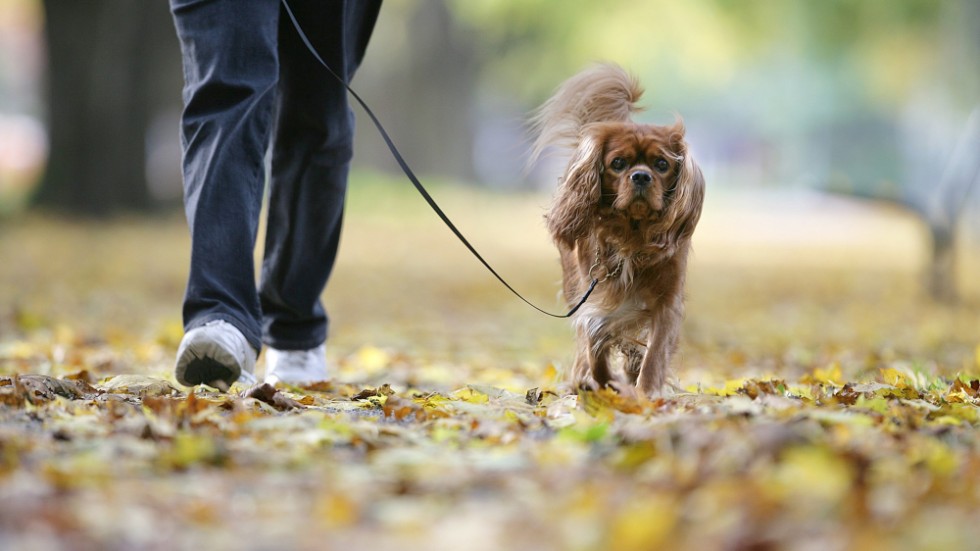 Besparingen Skellefteå kommun gör på hundlatrinerna påverkat miljontals promenader årligen, menar skribenten.