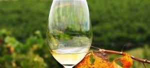 Vin: Fräscha sommarviner bland juninyheterna