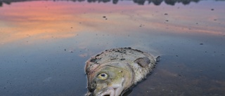 WWF: Fiskdöd i Oder varningssignal för Östersjön