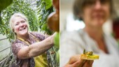 Nyskördade grönsaker och sniglar på växande Aptitrunda – 70 lokala matföretag deltar