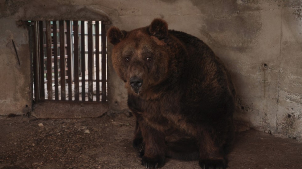 Brunbjörnen Mark har lämnat Albanien och förts till ett djurskyddsområde i Österrike.