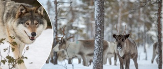 Varg rev renar norr om Kiruna – fälld i skyddsjakt