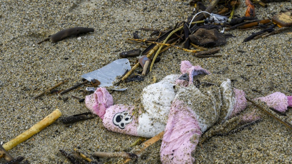 Ett klädesplagg stort nog åt ett litet barn har spolats i land på stranden Steccato.