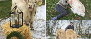 Tjuren Pluttas är ”Årets juledjur” • Stöttes bort som kalv – blev bonden Arnes bästa vän • De fick andra- och tredjepris