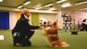 Hundträning under årets sista dag – "Ett sätt att förbereda hundarna inför kvällen"