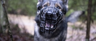 Brist på polishundar: "Risk för sänkt kvalitet"