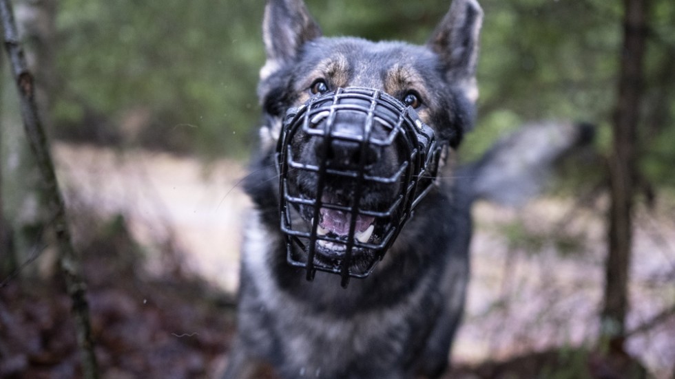 Bristen på polishundar är ett återkommande problem för polisen i Sverige. På bilden syns schäfern Frasse i en sökövning.