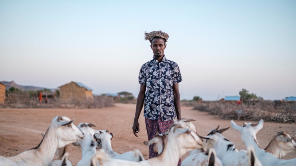 Bele Kalbi Nur med sina getter i byn El Gel i östra Etiopien. 90 procent av hans boskap har dött av torkan. Bild från januari.