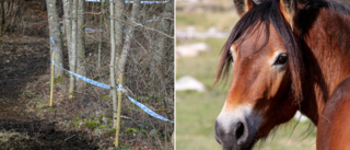 Därför obduceras den döda ponnyn i Lummelunda