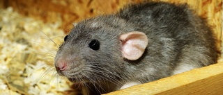 Progressiva miljövänner bör äta råttor, inte insekter