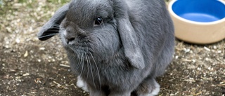 Familj fruktar att deras två kaniner stulits i Fårhushagen: "Tråkig och ovanlig händelse"