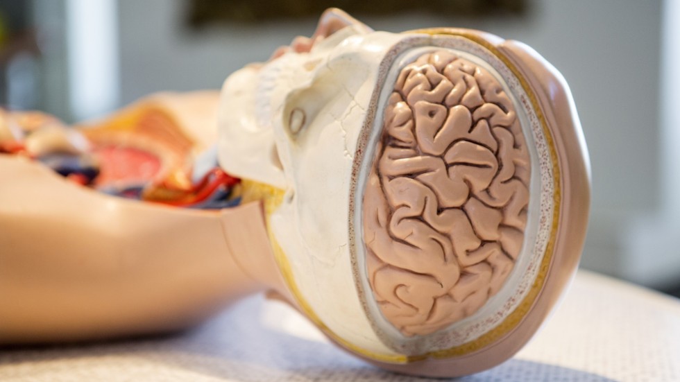 Första atlasen över cellerna i den mänskliga hjärnan presenteras nu. Arkivbild på en modell av människohjärna.