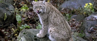 Saknad katt bodde med lodjuren på Skansen