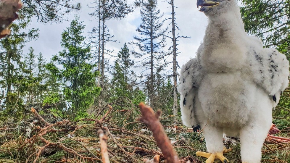 I somras hittades en kungsörnsunge i Komosse naturreservat utanför Ulricehamn.